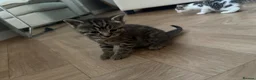 Bengal cats for sale: Bengal X kittens - Advert 25