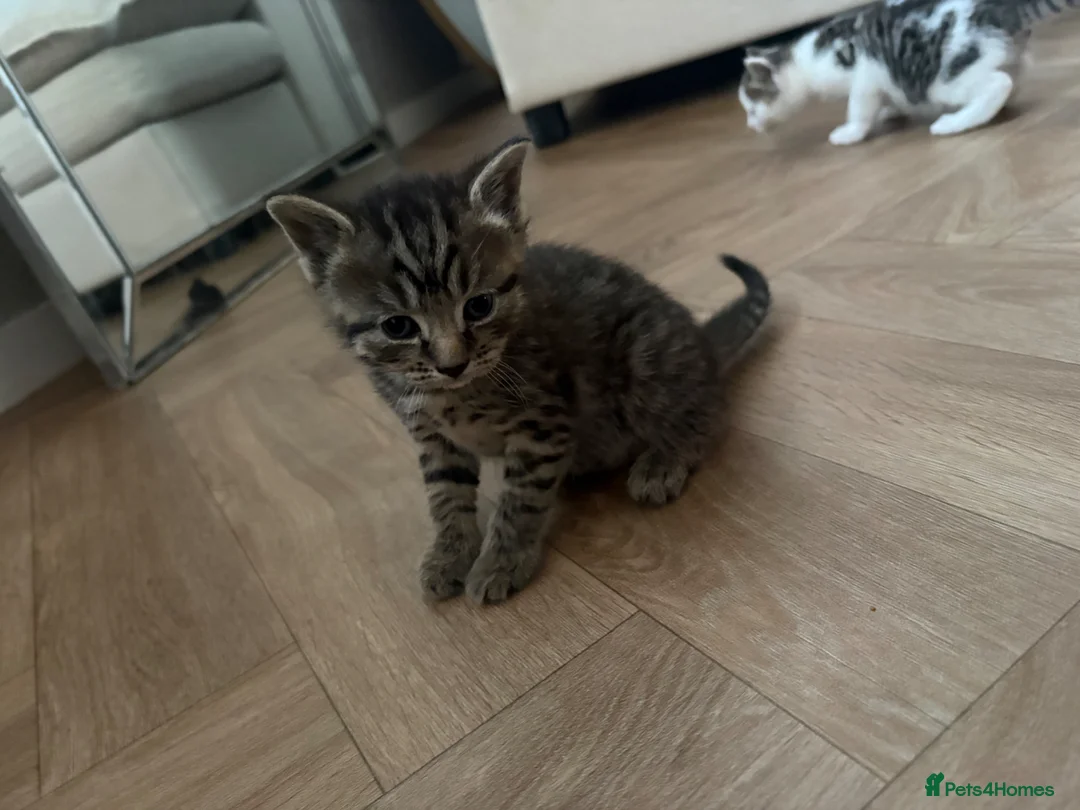 Bengal cats for sale: Bengal X kittens - Advert 25