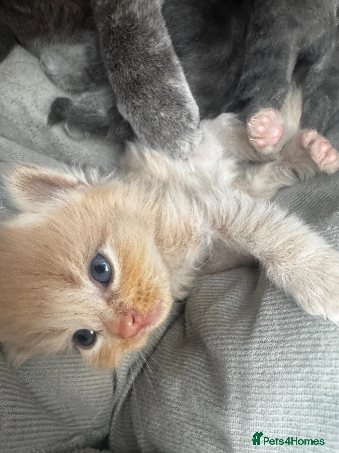 Mixed Breed cats for sale: Kittens - Advert 2