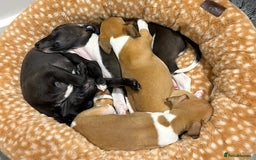 Italian Greyhound dogs for sale: 3/4 Italian greyhound 1/4 whippet puppies - Image 7