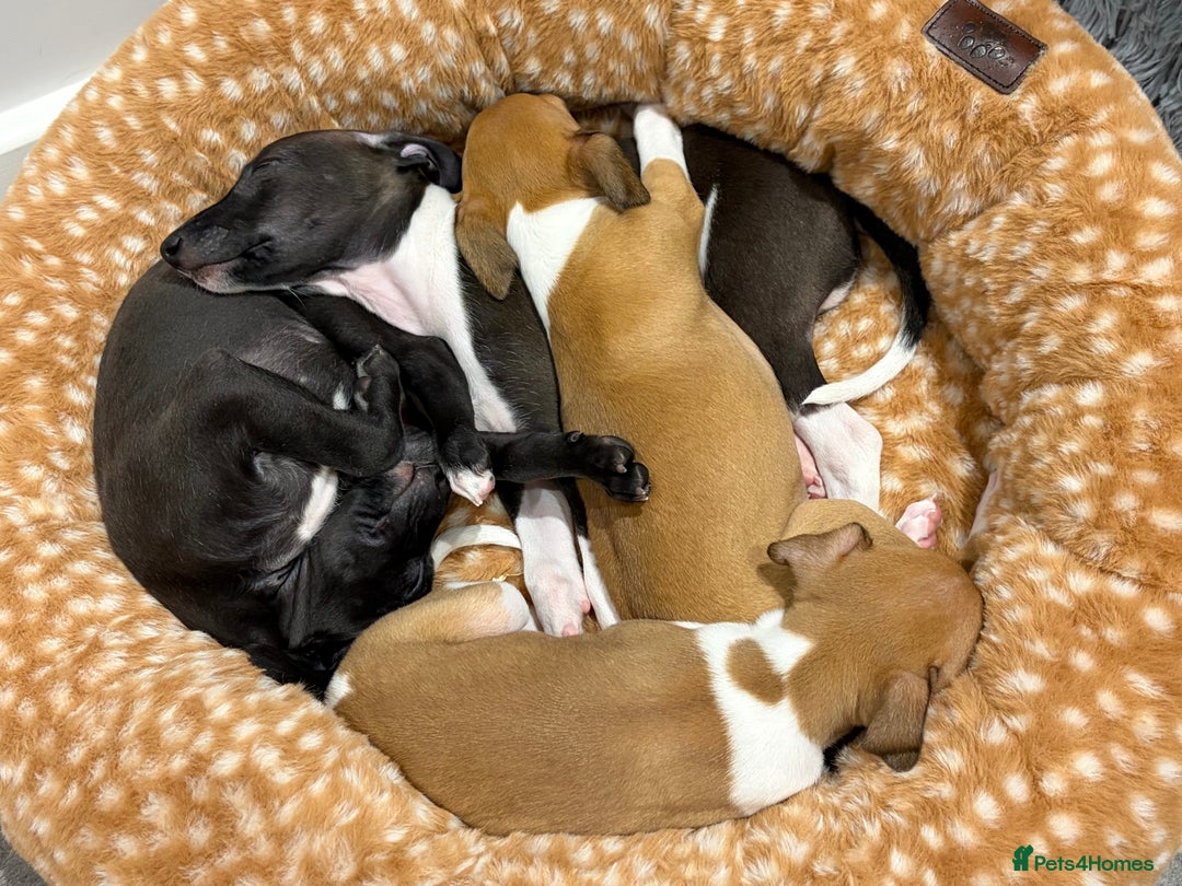 Italian Greyhound dogs for sale: 3/4 Italian greyhound 1/4 whippet puppies - Image 7