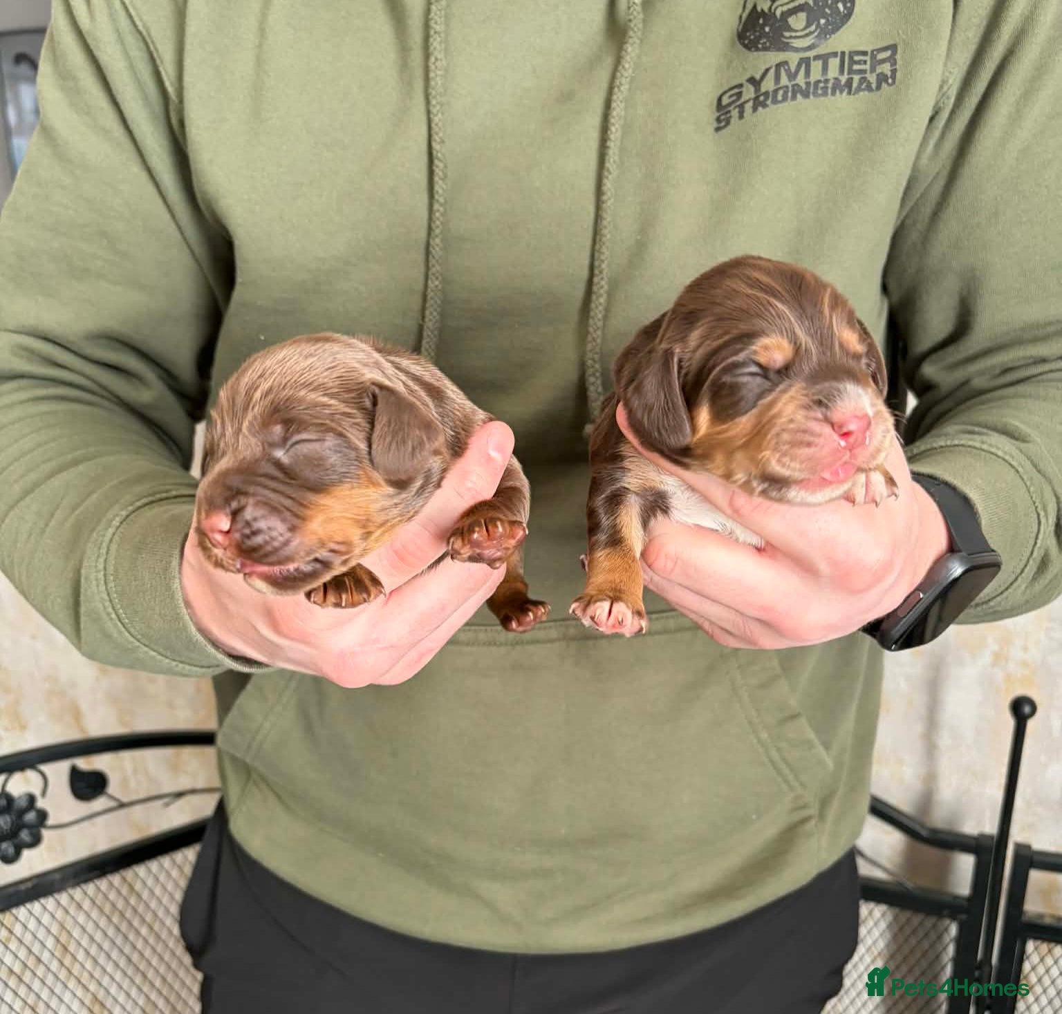 Cocker Spaniel dogs Champion bloodline cocker spaniels  - Advert 1