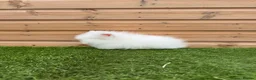 Lionhead rabbits for sale: Beautifully Bred Double Mane Lionhead Bunnies  - Advert 7
