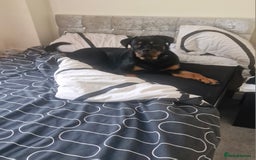 Rottweiler dogs for sale: Nico age 1 rottweiler  - Image 6