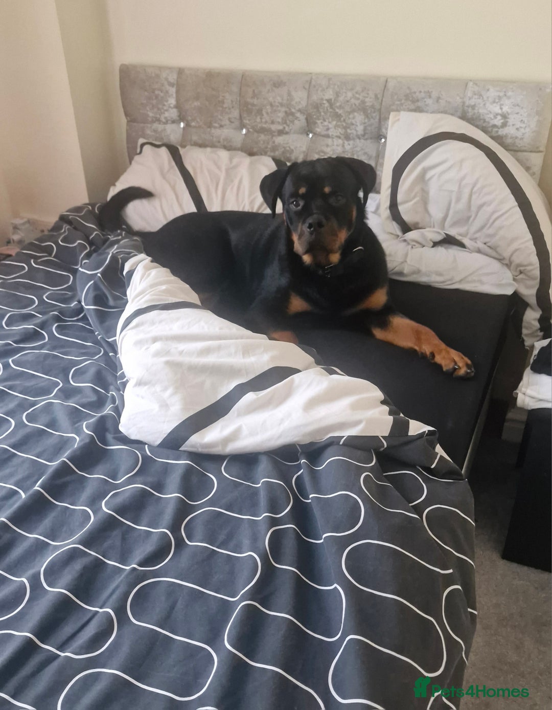 Rottweiler dogs for sale: Nico age 1 rottweiler  - Image 6