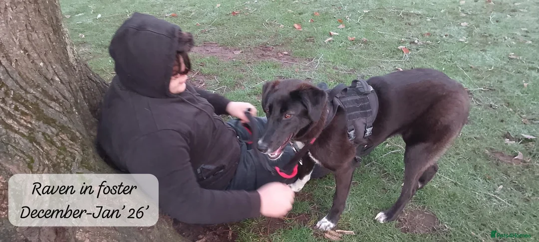 Mixed Breed dogs for adoption: Raven, 1.5 yrs approx. Is ADOPTED - Advert 10