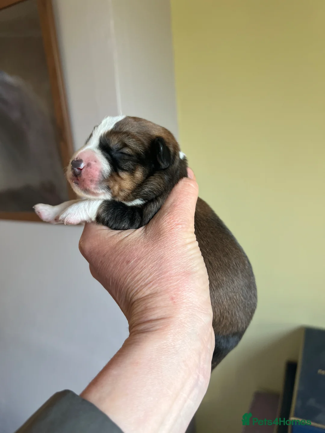 Bordoodle dogs for sale: F1 Bordoodle - extensive genetic testing clear - Advert 1