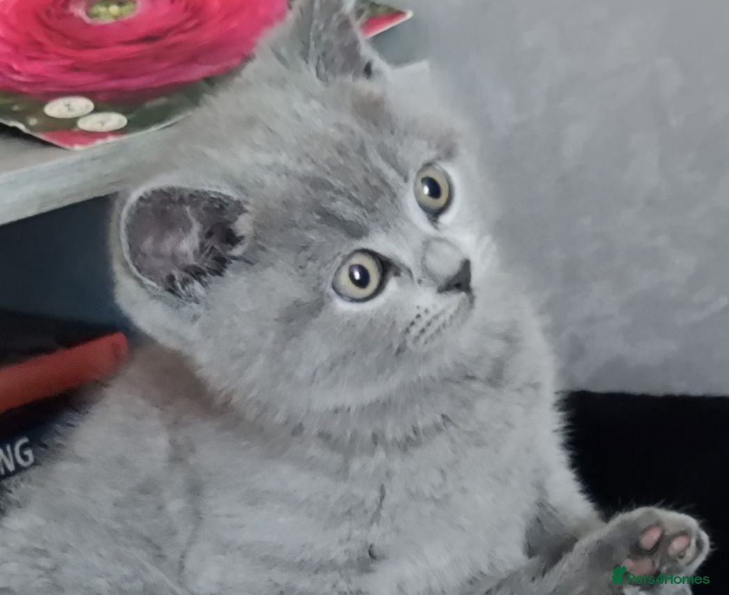 Russian Blue cats Russian Blue kittens 8 weeks old 2 boys 2 girls - Advert 6