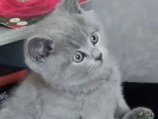 Russian Blue cats Russian Blue kittens 8 weeks old 2 boys 2 girls - Advert 6