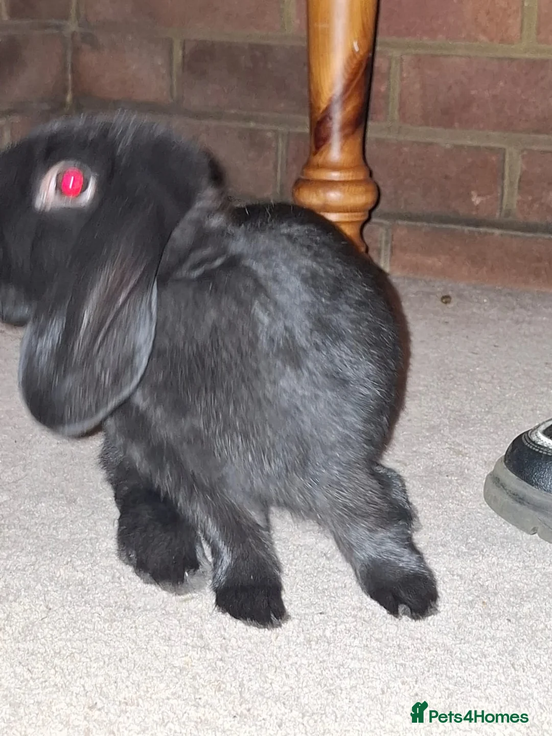 English Lop rabbits for sale: Rabbits in Southampton - Advert 2