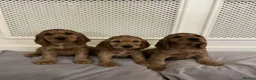 Cocker Spaniel dogs for sale: BEAUTIFUL SHOW TYPE HEALTH CHECKED PUPPIES  in Manchester - Advert 3