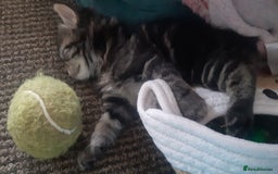 Mixed Breed cats for sale: Mollie and blackie  - Image 7