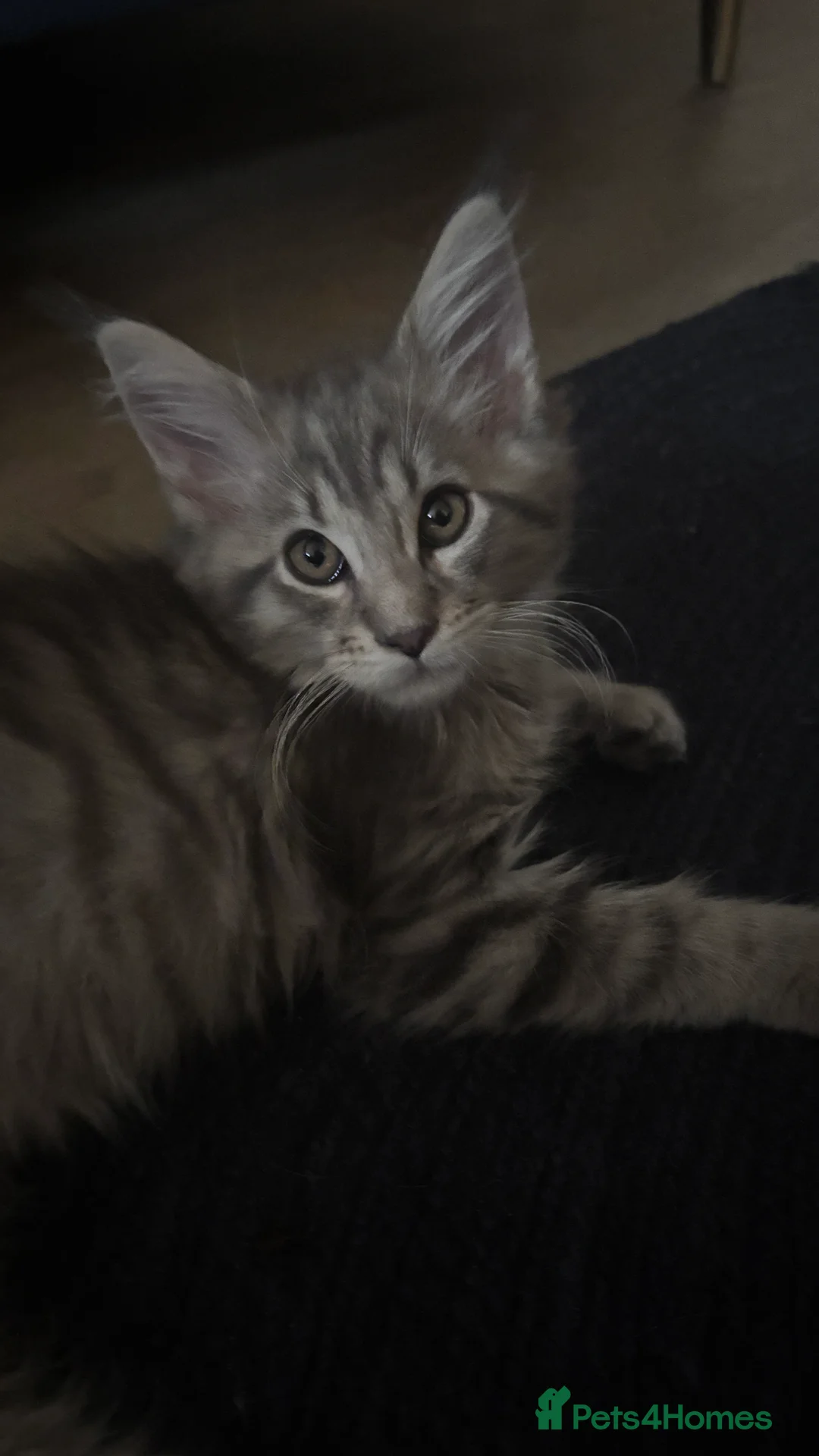 Maine Coon cats for sale: Maine coon kittens Gingers/Grey tabby - Advert 7