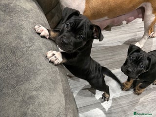 Mixed Breed dogs American french bully - Advert 18