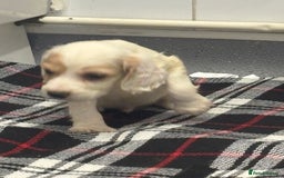 Cocker Spaniel dogs for sale: Adorable Show type cocker spaniel puppy’s  - Image 26