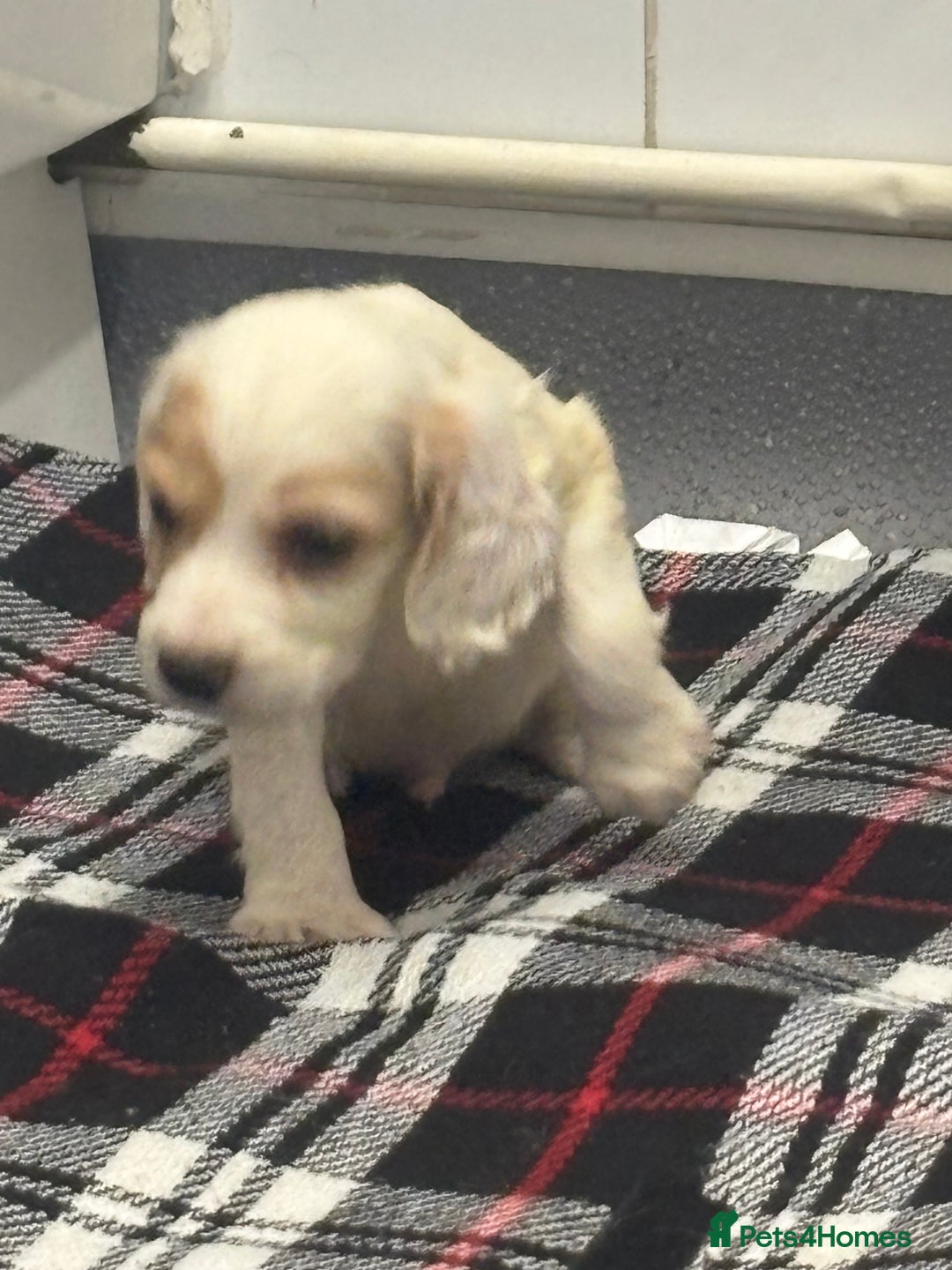 Cocker Spaniel dogs for sale: Adorable Show type cocker spaniel puppy’s  - Image 26
