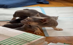 French Bulldog dogs for sale: Home Breed French Bulldog  - Advert 9