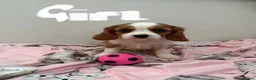Cavalier King Charles Spaniel dogs for sale: ⭐️⭐️⭐️⭐️⭐️ King Charles cavalier puppy’s  - Advert 9