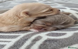 Chihuahua dogs for sale: Small Teacup Chihuahua (Russian/Portuguese lines) - Image 1