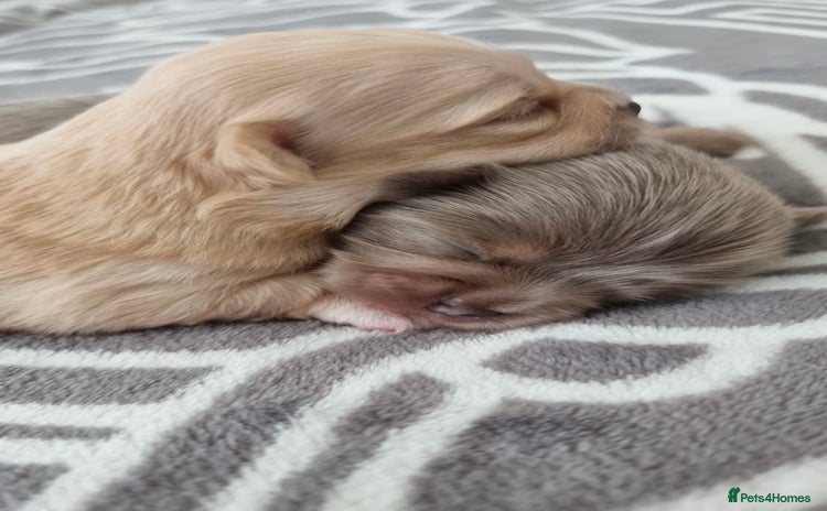 Chihuahua dogs for sale - Advert 1