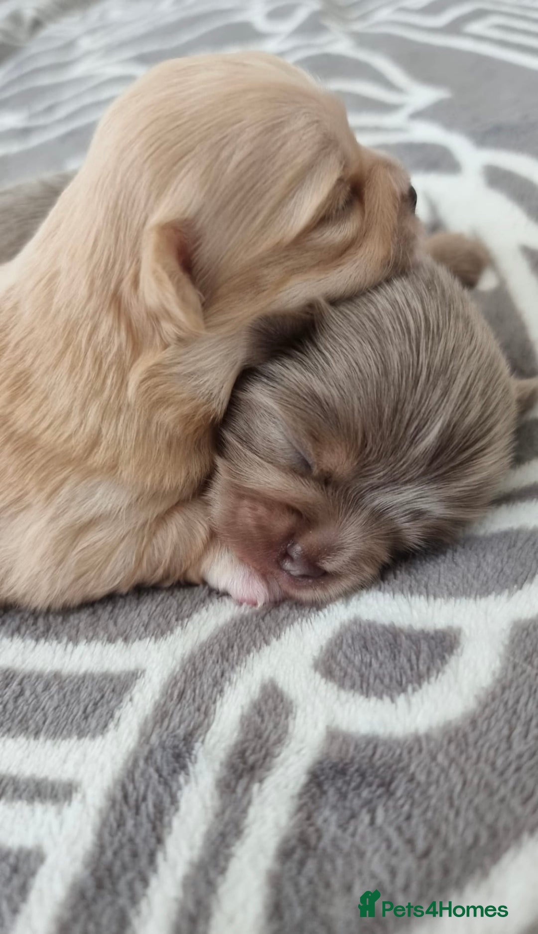 Chihuahua dogs for sale: Small Teacup Chihuahua (Russian/Portuguese lines) - Image 1