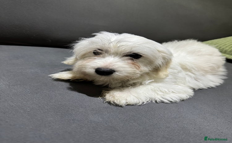 Coton De Tulear dogs Coton de tulear puppies for sale  - Advert 1