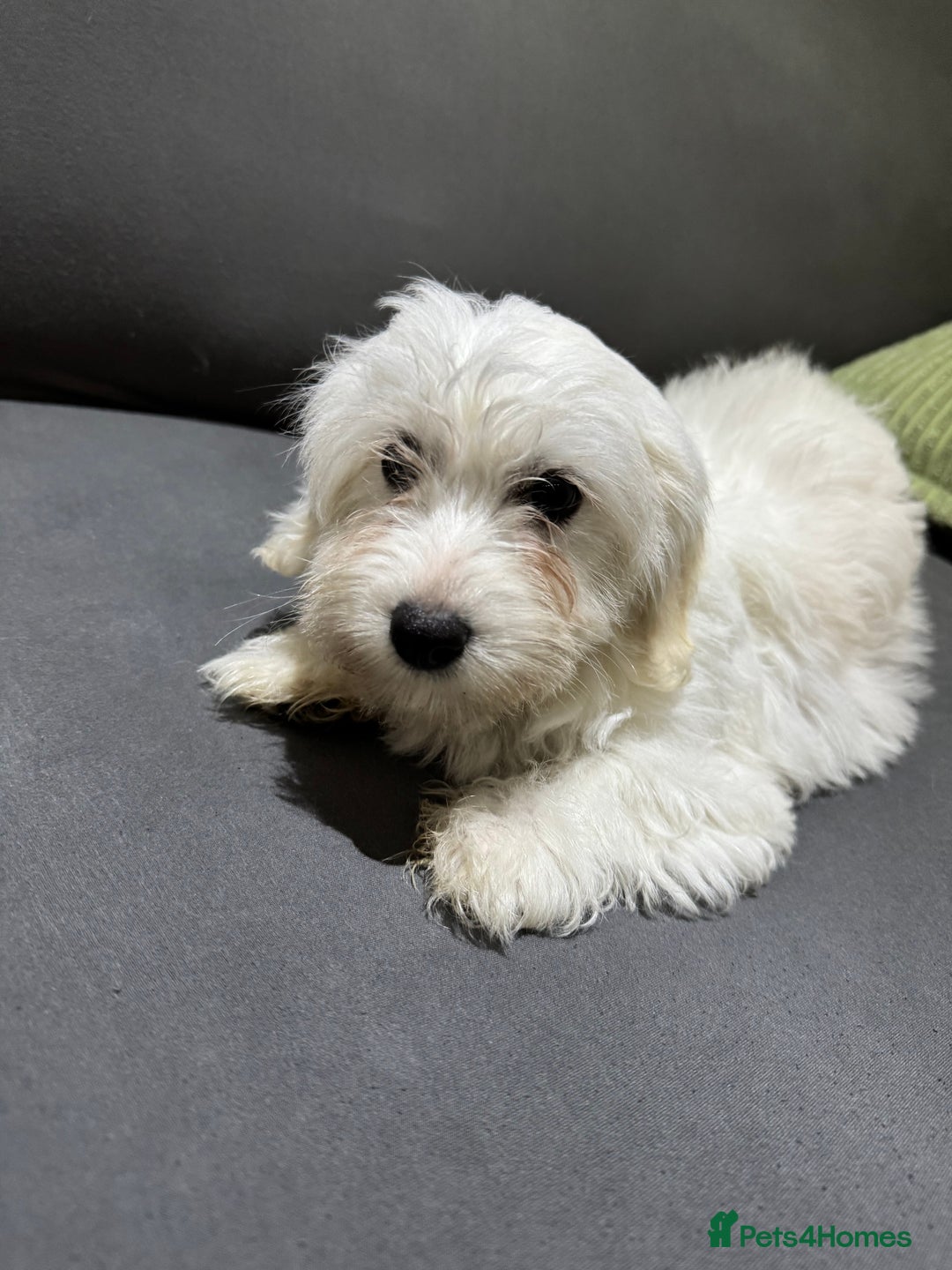 Coton De Tulear dogs for sale: Coton de tulear puppies for sale  - Advert 1