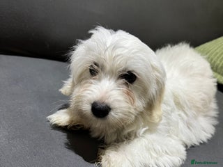 Coton De Tulear dogs Coton de tulear puppies for sale - Advert 1