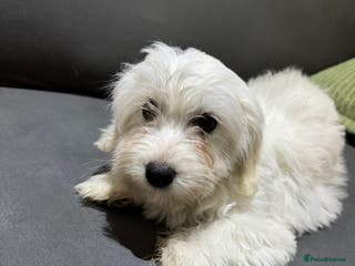 Coton De Tulear dogs Coton de tulear puppies for sale - Advert 5
