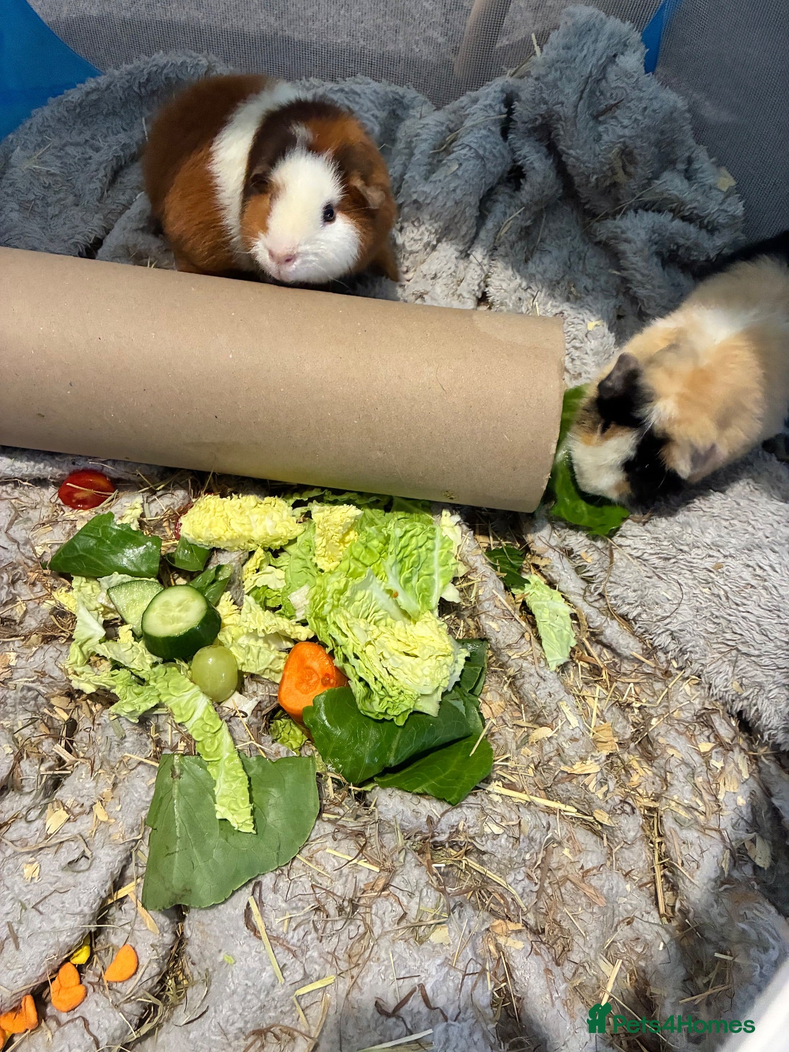 Guinea Pig rodents X2 Gorgeous Pair of Male Guinea Pigs - Advert 1
