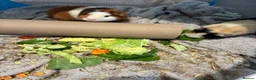 Guinea Pig rodents for sale: X2 Gorgeous Pair of Male Guinea Pigs in Leicester - Advert 1
