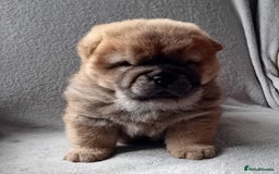 Chow Chow dogs for stud: Kc Red smooth coat for stud  - Image 11