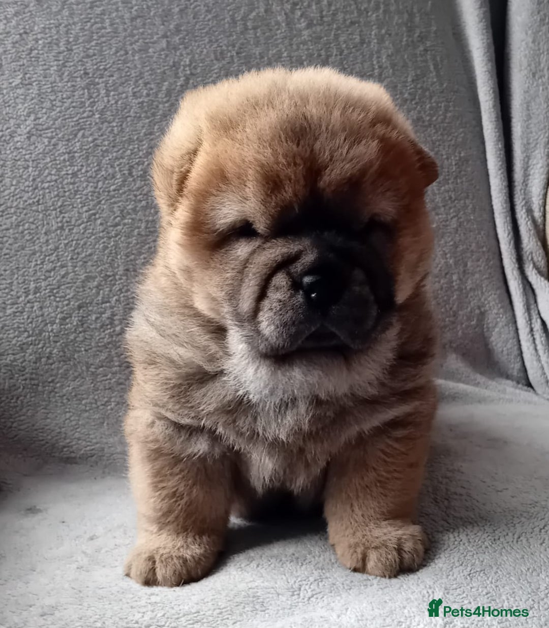 Chow Chow dogs for stud: Kc Red smooth coat for stud  - Image 11