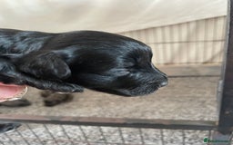 Cavapoo dogs for sale: 2 Gorgeous blacks cavapoo puppies  - Image 3