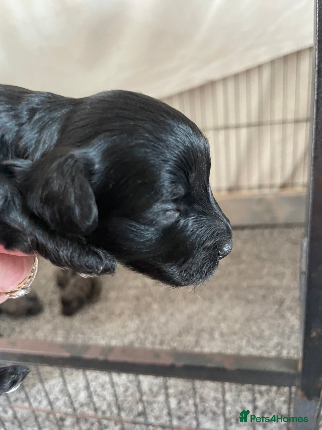 Cavapoo dogs for sale: 2 Gorgeous blacks cavapoo puppies  - Image 3