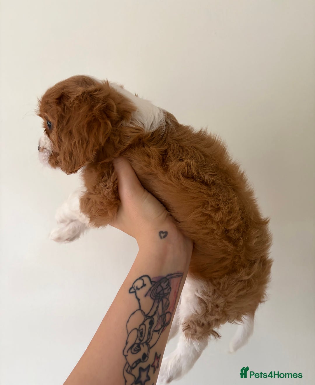 Cavalier King Charles Spaniel dogs for sale: Beautiful Cavalier King Charles Puppies - Advert 3