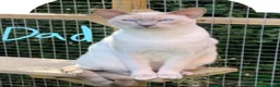 Siamese cats for sale: The Best Traditional Siamese Kittens - Advert 7