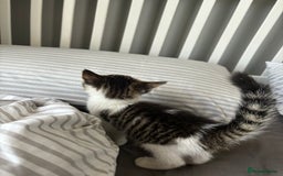 Mixed Breed cats for sale: Female kitty for sale - ready to leave  - Image 10