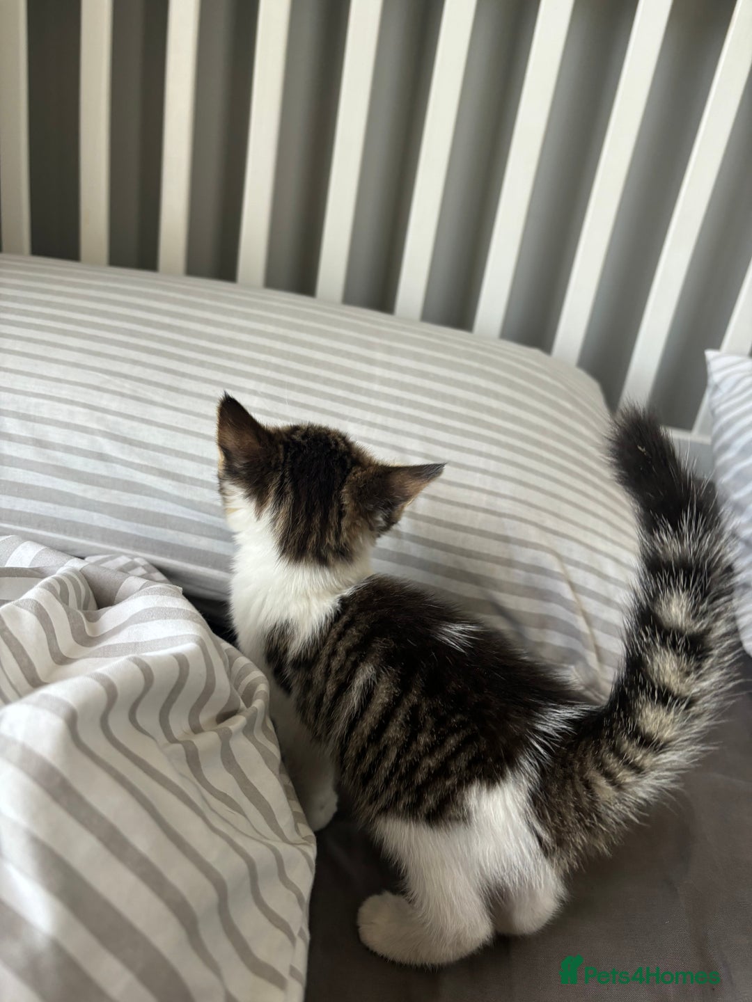 Mixed Breed cats for sale: Female kitty for sale - ready to leave  - Image 10