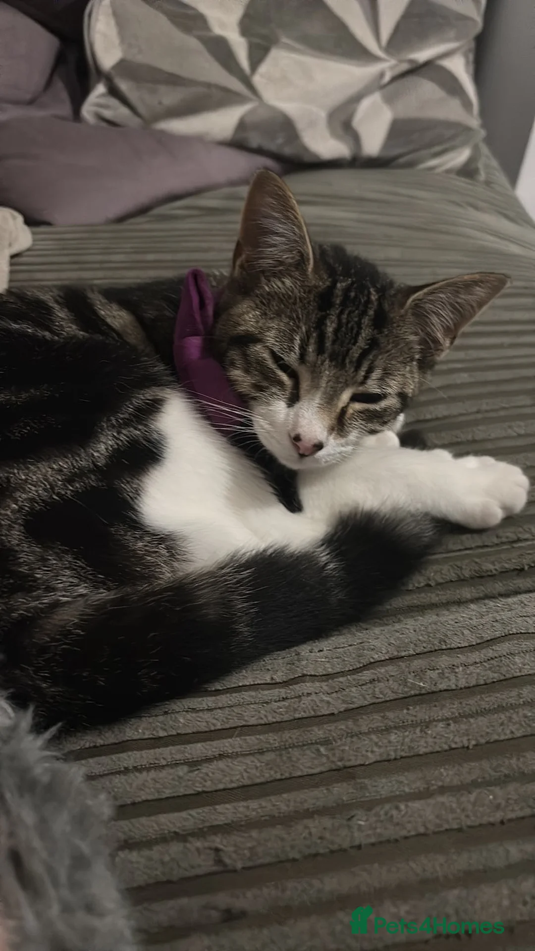 Mixed Breed cats for sale: People loving female cat for rehoming  - Advert 2