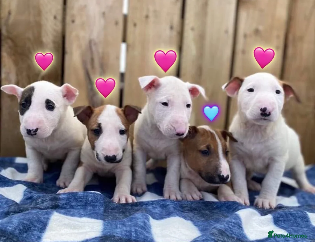 English Bull Terrier dogs for stud: CHAMPION LINES ENGLISH BULL TERRIER FOR STUD. in Sunderland - Advert 9