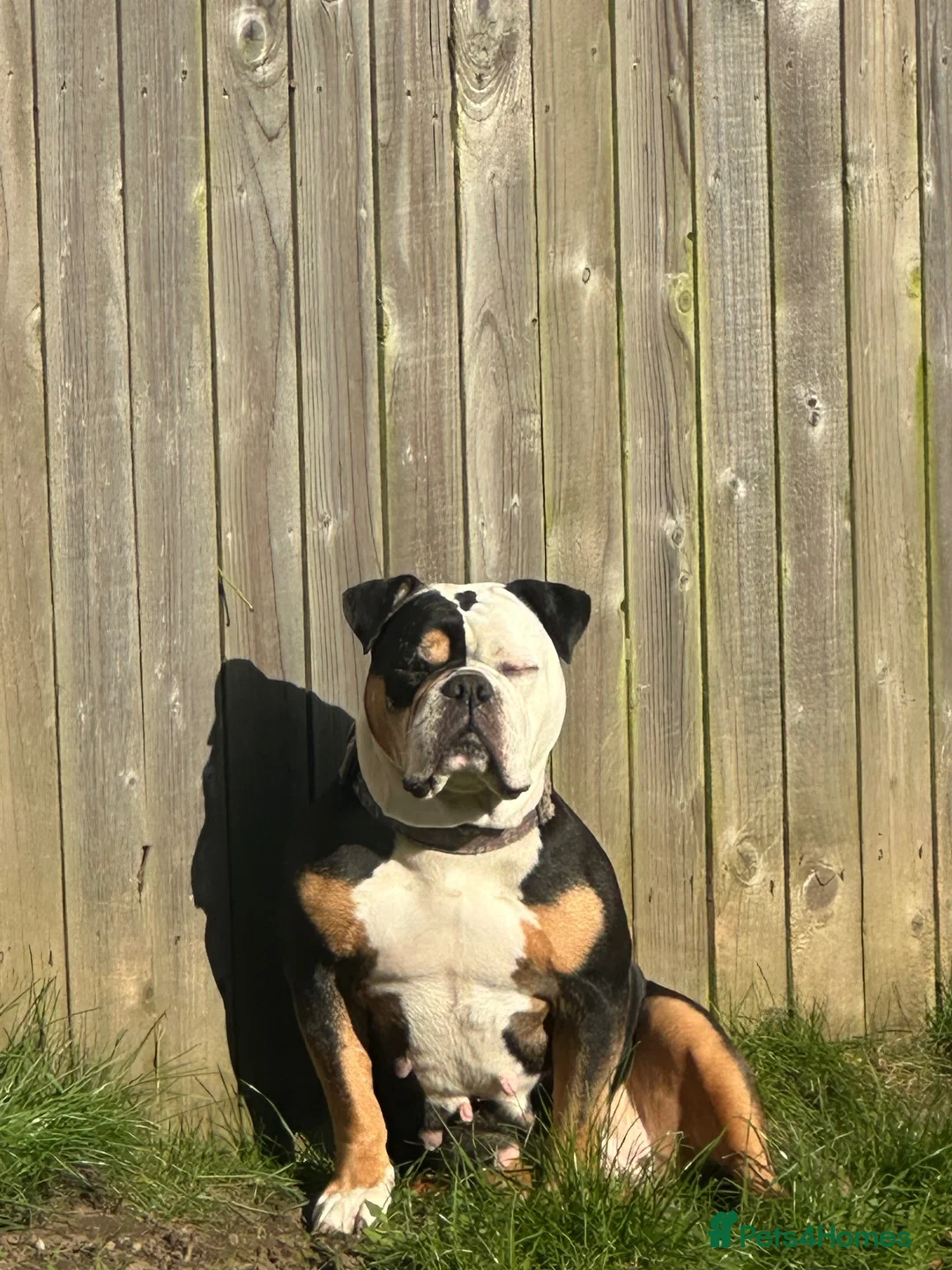 Old Tyme Bulldog dogs for sale: Margot Old Tyme Bulldog - Rehome  - Advert 2