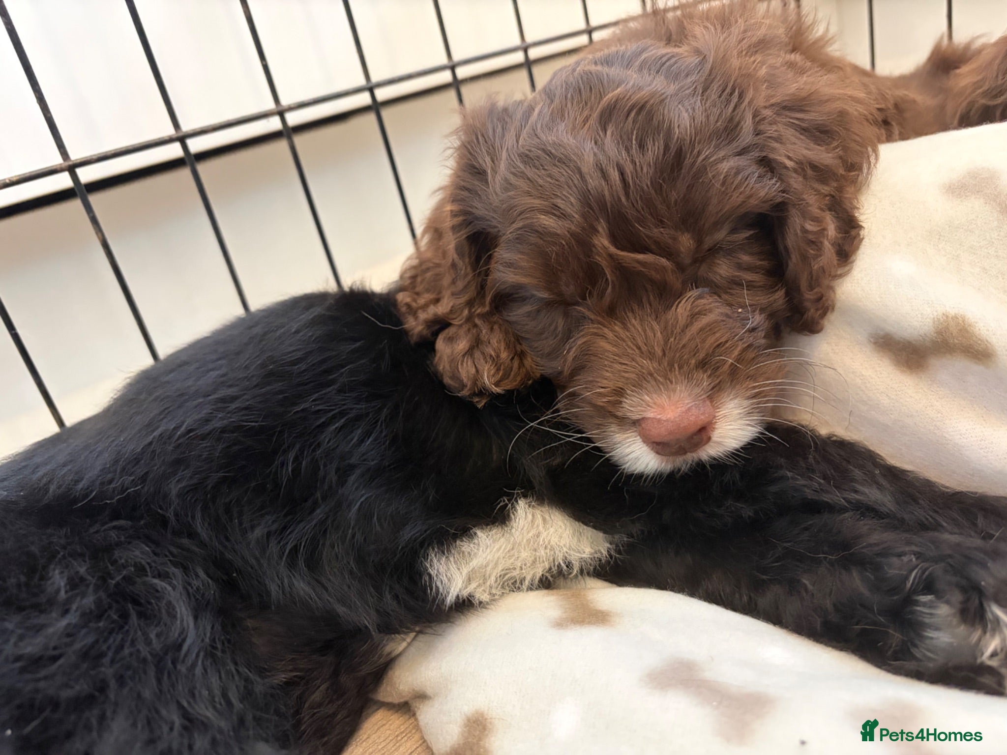 Cockapoo dogs F1 COCKERPOO PUPPIES   - Advert 1