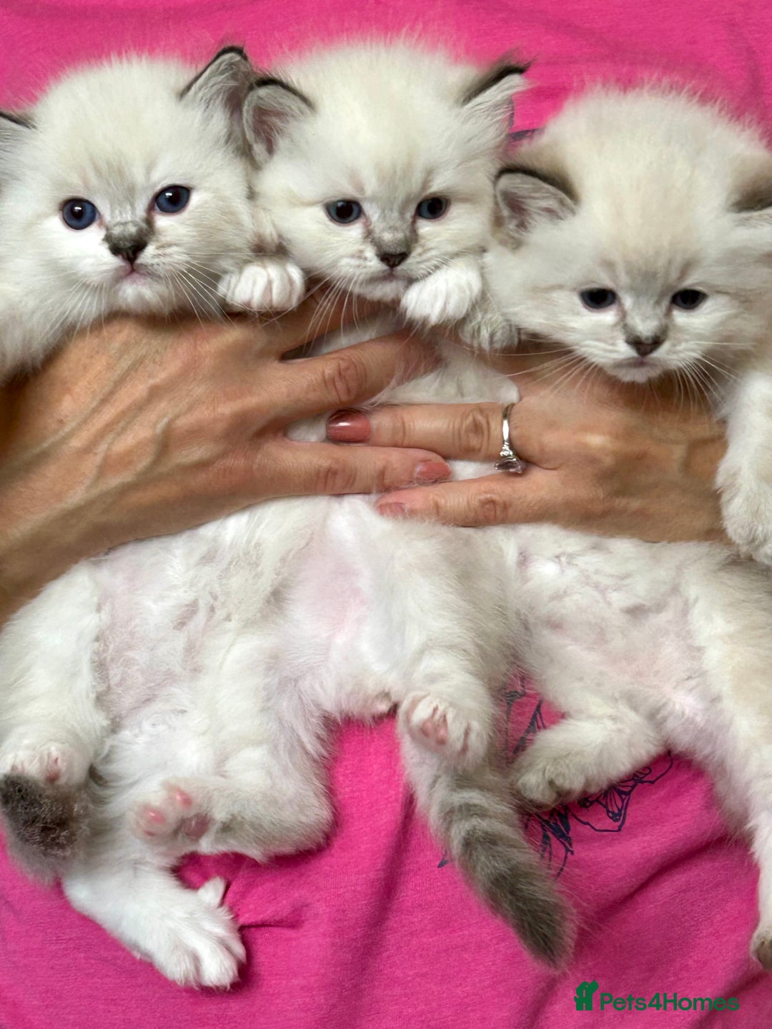 Ragdoll cats for stud: Stunning seal tabby point stud for selected queens in Manchester - Image 10