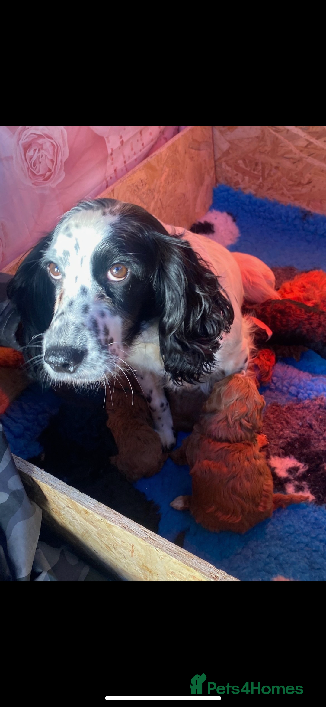 Cockapoo dogs for sale: Beautiful toy cockapoo  - Advert 7