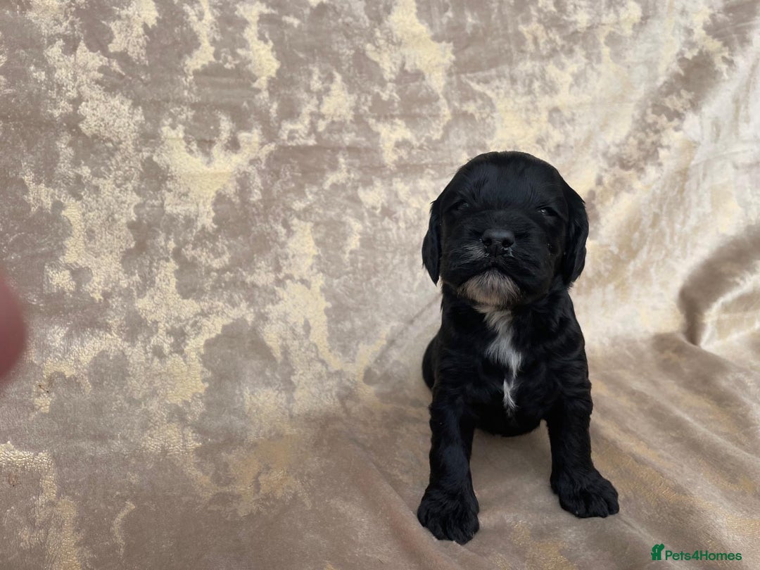 Cockapoo dogs for sale: Cockapoo puppies for sale  - Image 2