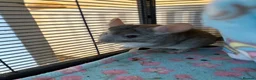 Chinchilla rodents for sale: Two chinchillas in need of loving home  in Forest Row - Advert 4