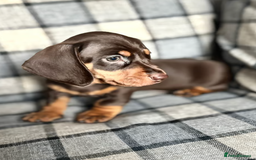 Miniature Dachshund dogs for sale: Miniature Dachshund Puppies Ready for new Homes - Image 4