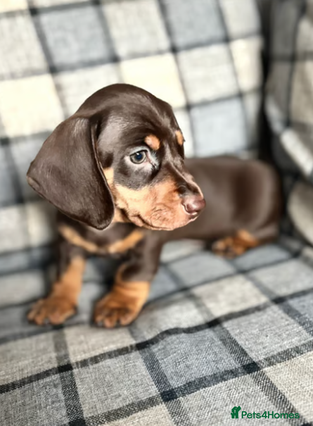 Miniature Dachshund dogs for sale: Miniature Dachshund Puppies Ready for new Homes - Image 4