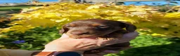 Miniature Dachshund dogs for sale: perfect true to type miniature Dachshund puppies   in Thirsk - Advert 9